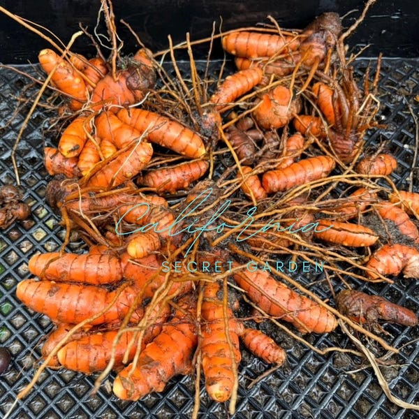 Organically grown turmeric root/rhizome (2 pieces)