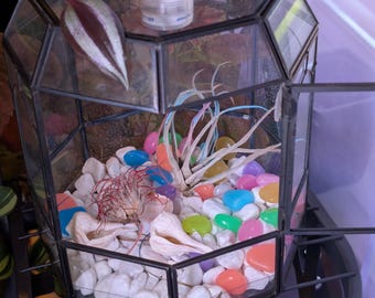 Moonlit Glow Garden Terrarium - Air Plant Display with Glow Stones - Custom Handmade Decor