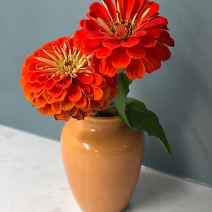 May include: Two vibrant orange zinnia flowers with yellow centers are arranged in a smooth, rounded, light orange ceramic vase. The flowers feature layered, dense petals and a single green leaf extending from the stem into the vase.