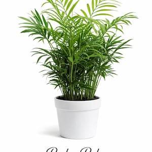 Puede incluir: Una palmera de salón, Chamaedorea elegans, en una maceta blanca. La planta tiene múltiples tallos con hojas largas, verdes y plumosas. La maceta es redonda y está sobre un fondo blanco. El texto "Parlor Palm" y "Chamaedorea elegans" están debajo.