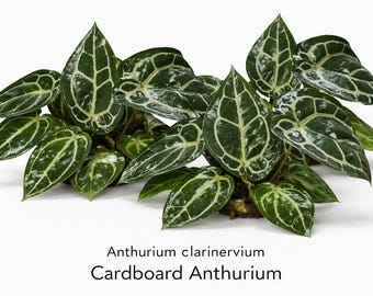 Velvet Anthurium Clarinervium | Rare Tropical Aroid Live Plant