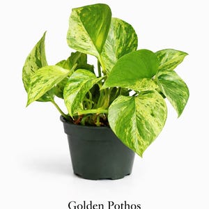 Homegrown Marble Queen Pothos with Golden Reversion, Live Indoor Plant