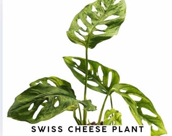 2 Inch Swiss Cheese Plant, Rooted House Plant,