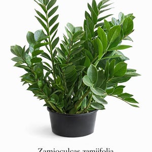 ZZ Plant (Zamioculcas zamiifolia) – Low Light, Low Water Houseplant | Beginner-Friendly | 2” & 4” Pots