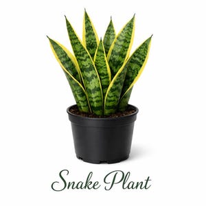 Op de afbeelding: Een slangplant in een zwarte plastic pot. De plant heeft groene bladeren met gele randen. De tekst "Snake Plant" staat in cursief onder de pot. Het is een kamerplant.