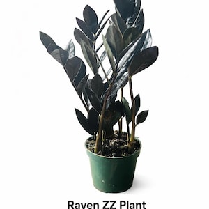 May include: A Raven ZZ plant (Zamioculcas zamiifolia 'Raven') in a green pot. The plant features dark, almost black, glossy leaves and stems. The text "Raven ZZ Plant" and the scientific name are visible.