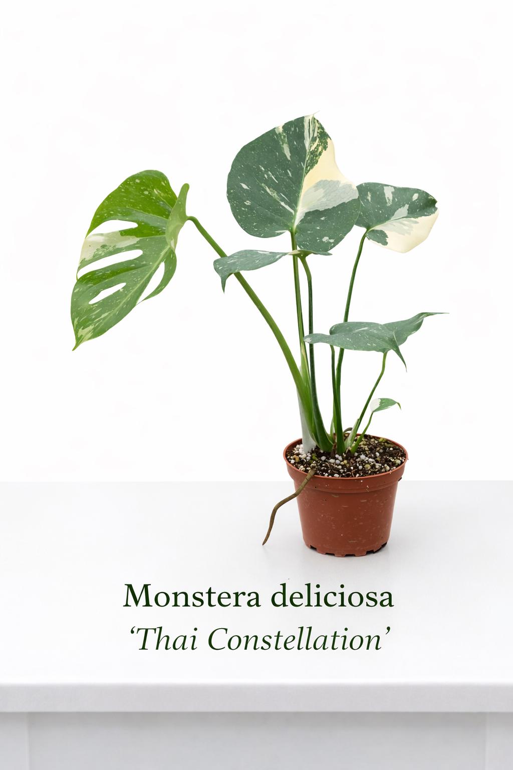 Monstera Thai Constellation 4 Pot - Etsy