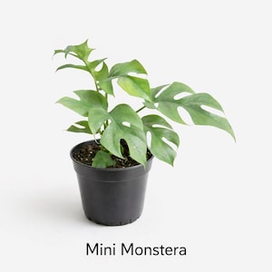 Mini Monstera / Maceta de 5 cm / Planta de interior viva / Planta de arranque con raíces / Planta de interior de fácil cuidado