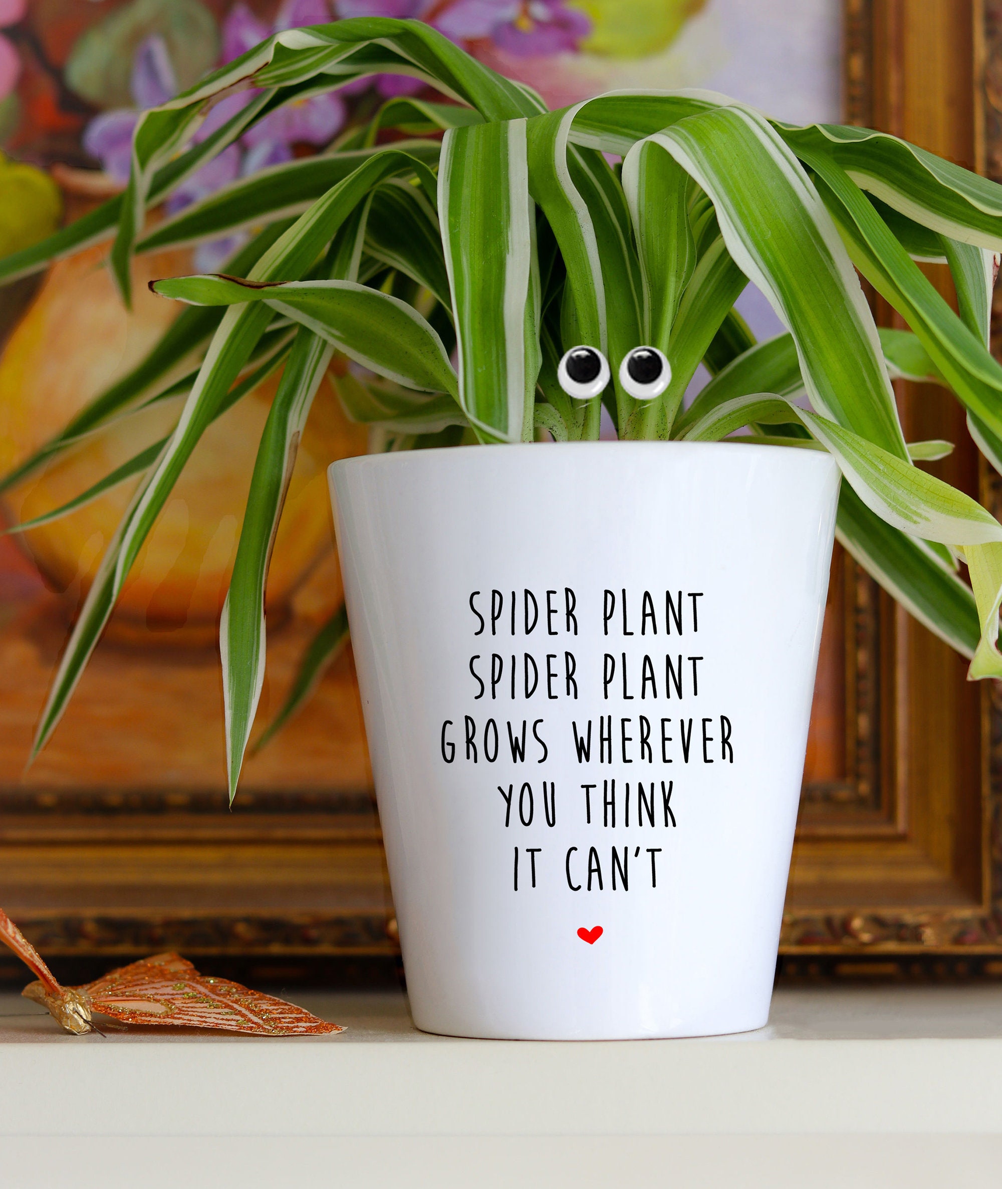 Spider Plant Pot Live Spider Plant Gift Crazy Plant Lady Etsy Canada