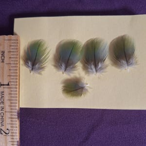 Macaw Feather Single Feathers Black or Green