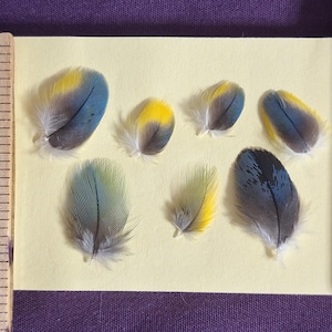 Macaw Feather Bundles Various colors