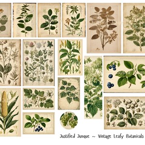 Vintage Leafy Botanicals Ephemera, Vintage Plants Journal Cards, Botanical Ephemera, Vintage Botanical Image Collection for Embellishments