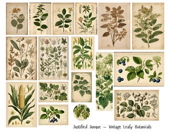 Vintage Botanical Ephemera: Leafy Plant Journal Cards (Digital Download)