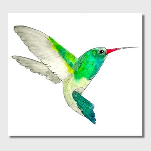 Green Hummingbird Watercolor Print 5x7