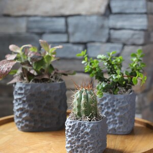 May include: Three small potted plants on a wooden table. The plants include a cactus with brown spines, and two other plants with green and pink leaves. The pots are gray with a textured surface. The background is a stone wall.