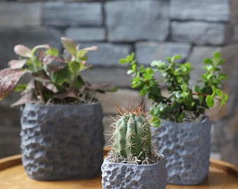 May include: Three small potted plants on a wooden table. The plants include a cactus with brown spines, and two other plants with green and pink leaves. The pots are gray with a textured surface. The background is a stone wall.