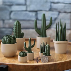 May include: A collection of small, green cactus and succulent plants in off-white pots, arranged on a wooden tray. The cacti vary in shape and size, with a quarter coin for scale. The background features a textured stone wall.