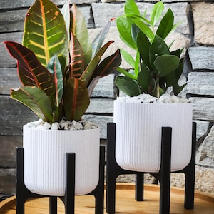 May include: Two potted plants with vibrant green and red leaves sit in white, ribbed planters. The planters are elevated by black, minimalist stands. The plants are set against a stone wall background.