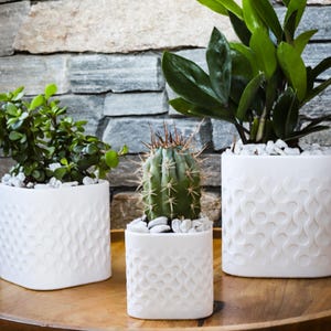 May include: Three white ceramic planters with textured wave patterns, each holding a different plant. The plants include a small green succulent, a cactus, and a larger plant with broad leaves. The planters sit on a wooden tray.