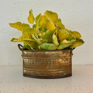 Brass Decor Planter Container Holder Vintage, Lion Head Handles, Small Plants Rectangular Decor Gold Tone Decorative, as-is: TONS of Patina