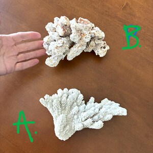 May include: Two pieces of natural white coral. Piece A is a fan-shaped, textured coral specimen with many small, branching points. Piece B is a chunkier, irregular coral formation with a porous surface and light brown and white coloration.