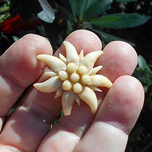 Sale Flowrer Pin Vintage Art NOUVEAU Celluloid Deeply Hand Carved Flower Brooch Over 75 Years Old.