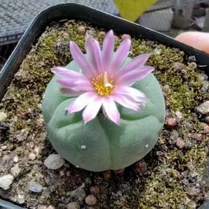Button Cactus- 1.2'' Well Rooted Healthy Succulent Plant