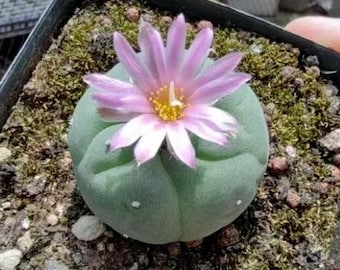 Button Cactus- 1.2'' Well Rooted Healthy Succulent Plant
