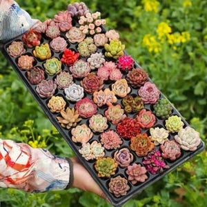 May include: A black tray filled with a variety of colorful succulents. The succulents are in shades of green, red, pink, and purple. The tray is held by a person, with a blurred green background.