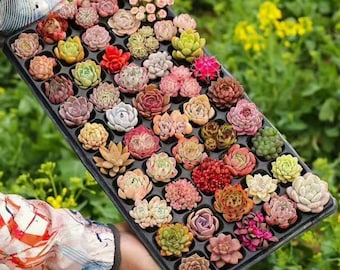 Suculentas variadas de colores, de 3,8 cm a 5 cm, variedades mixtas raras, a raíz desnuda, de fácil cuidado, ideales para regalar o decorar el hogar.
