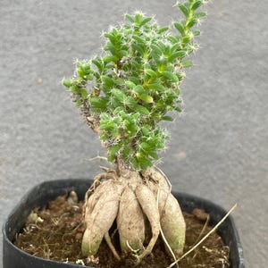 Puede incluir: Una pequeña planta suculenta con un sistema de raíces tuberosas, grueso y de color tostado, expuesto sobre el suelo. La planta presenta múltiples tallos verdes y cilíndricos cubiertos de diminutas espinas blancas, en una maceta de plástico negra.
