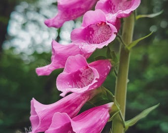 Morning Dew Art Print, Blooming Foxglove Flowers (2 prints)