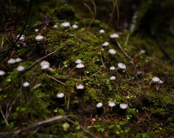 Rain Day Mushroom Photography (2 prints)