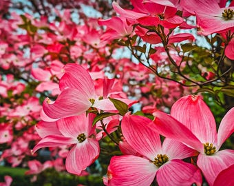 Blooming Dogwood Photo Print, Mid Spring Trees