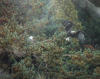 Nesting Eagles Photo Print. Oregon Wildlife Photography.