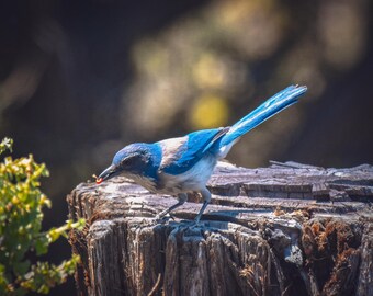 Blue Jay Art Print, Oregon Desert Bird Photography