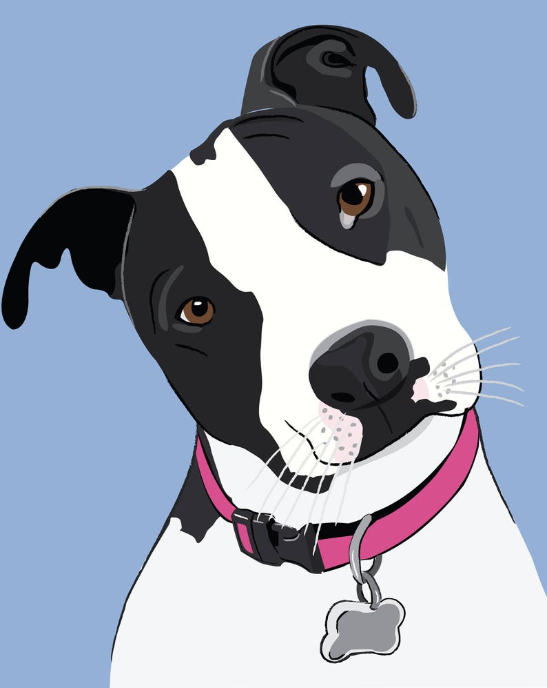 May include: A black and white pit bull terrier with brown eyes, wearing a pink collar with a silver tag, looking to the side with a curious expression.