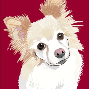 May include: A white and tan chihuahua with brown eyes and a pink collar looks directly at the camera. The dog is against a solid red background.