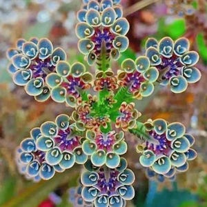 May include: A succulent plant with a star-shaped, symmetrical growth pattern. The leaves are arranged in clusters, featuring a gradient of colors from deep purple at the center to teal and light blue edges, creating a complex, repeating geometric structure.