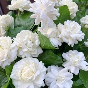 May include: Close-up of a cluster of white jasmine flowers with multiple layers of petals. The flowers are surrounded by vibrant green leaves. The image showcases the delicate beauty of the blossoms.