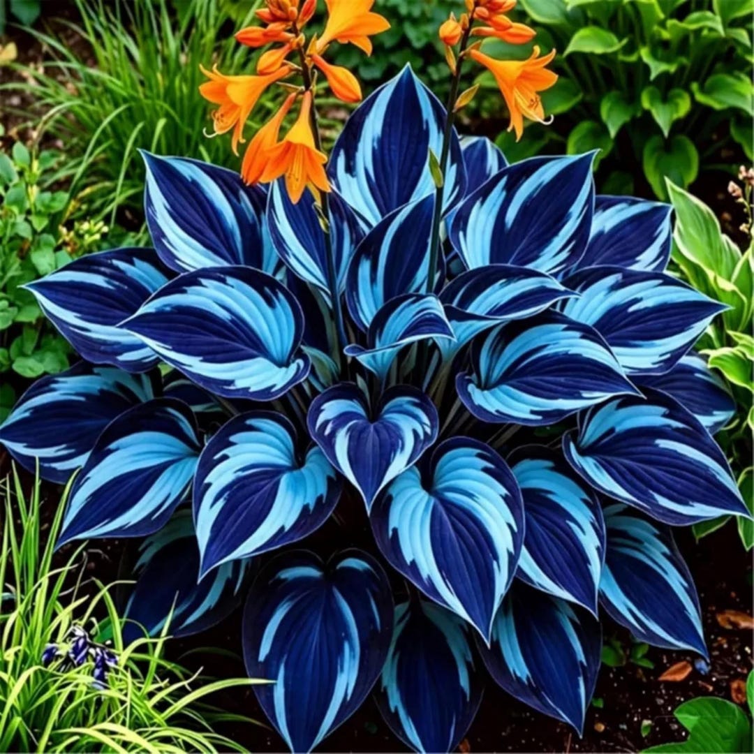 Mixed Color Hosta Seeds 200+ – Rare Perennial Shade Plants – Heart ...