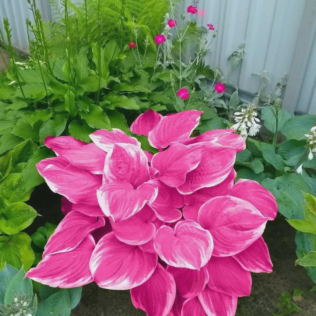 Pretty In Pink Hosta Hosta Seeds - 200 Pink Hosta Plants in Outdoor& Indoor Seed Attract ...