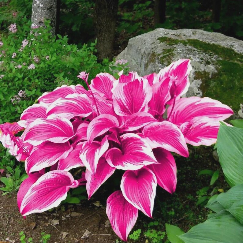 Pretty In Pink Hosta Hosta Seeds - 200 Pink Hosta Plants in Outdoor& Indoor Seed Attract ...