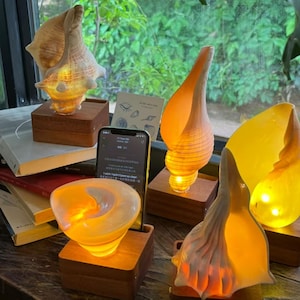 May include: A collection of four seashell lamps, each featuring a natural conch shell mounted on a square wooden base. The shells are illuminated from within, emitting a warm, golden glow. A smartphone is positioned upright between the shells.