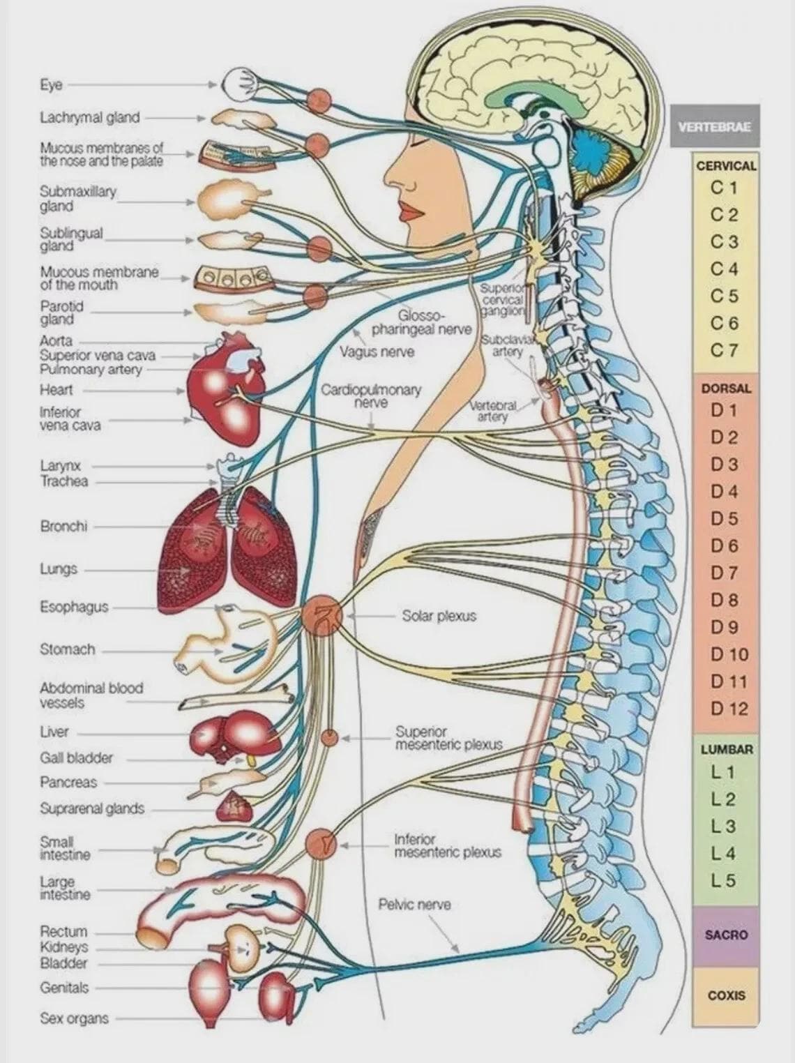 Functions by Level of Spinal Cord Poster No Frame Medical Anatomy - Etsy