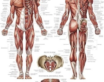Muscular System Anatomical Poster Muscle Anatomy Chart