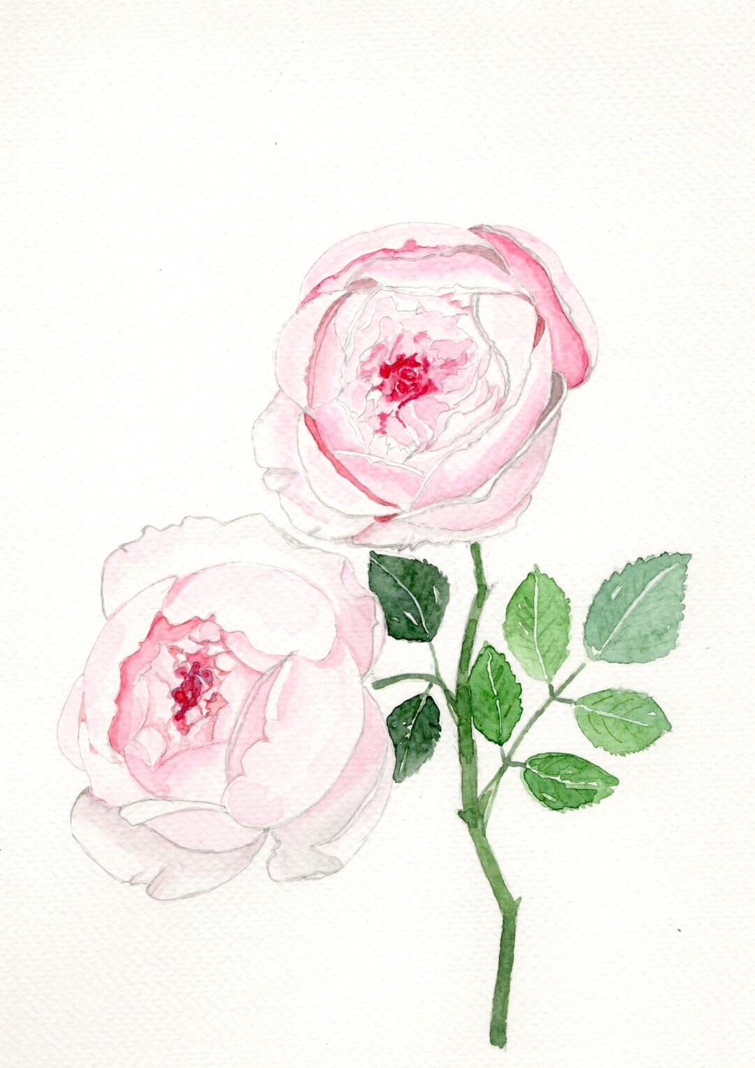 Soft Pink Roses Watercolor Illustration | Minimal Floral Botanical Art ...