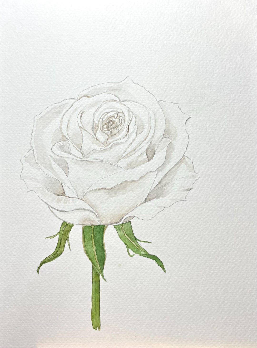White Roses Color Art White Rose Watercolor Illustration | Minimal Botanical Flower Art ...