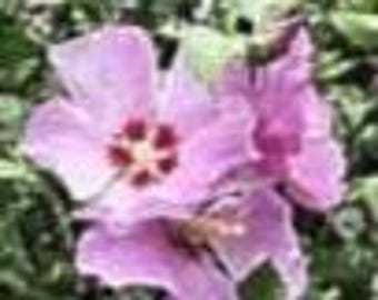Rose of Sharon (Althea) seeds 25