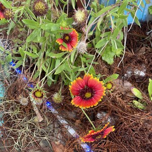 Blanket Flower (gaillardia aristata) seeds 50